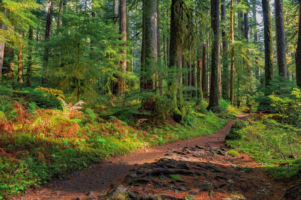 Olympic National Park rainforest // This guide to hiking the South Coast Trail will prepare you for a fun beach backpacking trip in Washington.