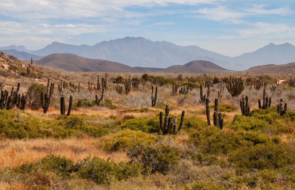 Cacti with mountains in the distance in The Sierra de la Laguna Biosphere in Baja