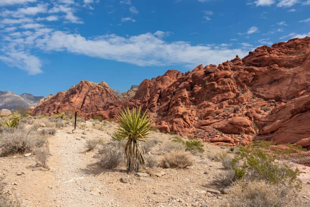 Calico Tanks Trail through the desert outside of Las Vegas, Nevada with red rock formations on righthand side