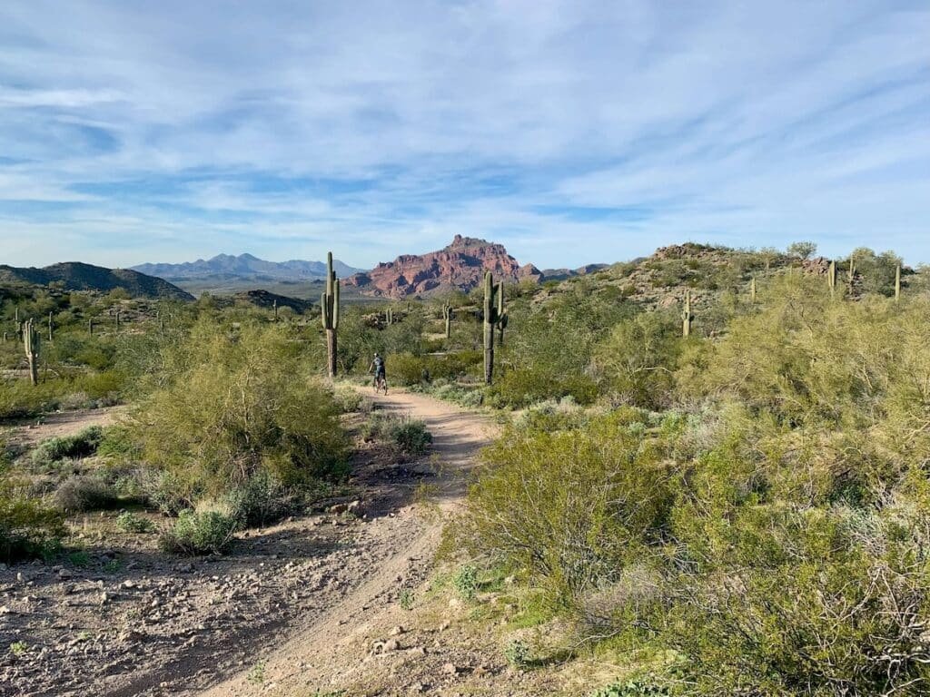 Trail through the desert lined with cacti and desert vegetation outside of Phoenix, Arizona