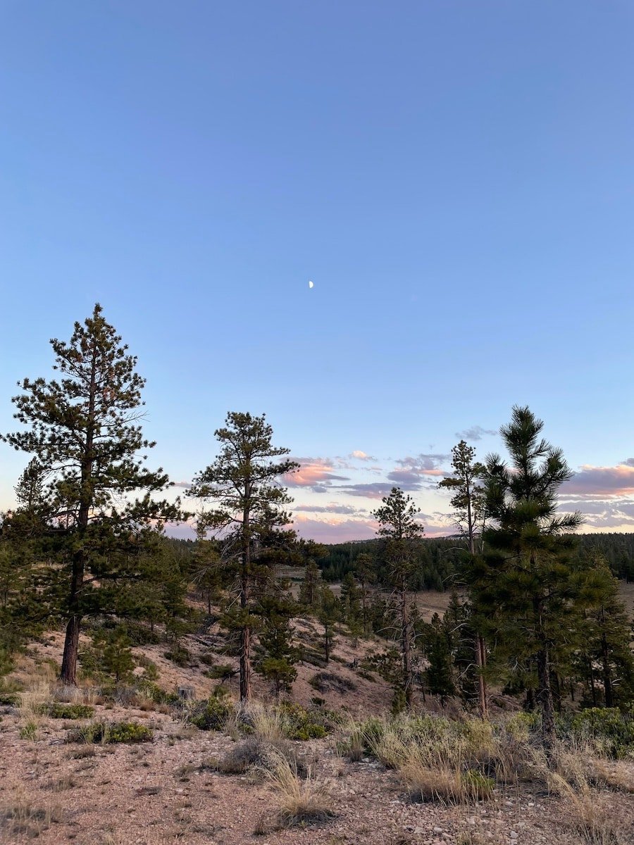 A dispersed campsite outside of Bryce Canyon National Park with pine trees. The sky is blue with pink clouds at sunset.