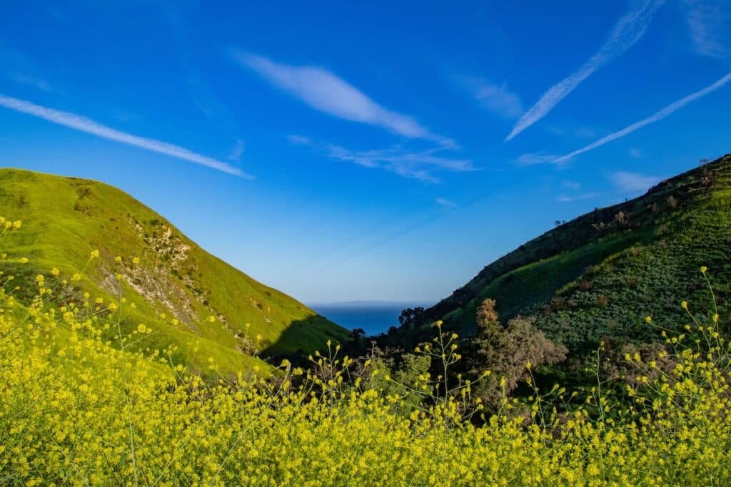 Views out over the Pacific ocean and green hills with wildflowers from Solstice Canyon trail in California